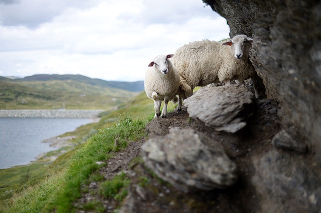 Sheep on a cliff.